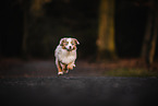 Miniature Australian Shepherd Puppy