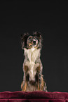 Miniature Australian Shepherd in studio