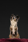 Miniature Australian Shepherd in studio