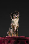 Miniature Australian Shepherd in studio