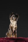 Miniature Australian Shepherd in studio