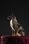 Miniature Australian Shepherd in studio