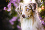 Miniature Australian Shepherd