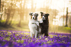 Miniature Australian Shepherd