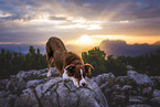 Miniature Australian Shepherd