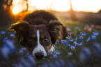 Miniature Australian Shepherd