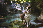 Miniature Australian Shepherd