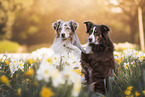 Miniature Australian Shepherd