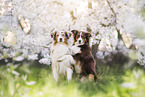Miniature Australian Shepherd