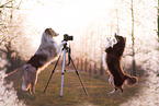 Miniature Australian Shepherd