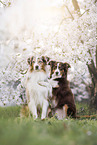 Miniature Australian Shepherd