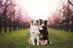 Miniature Australian Shepherd