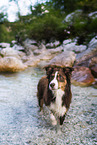 Miniature Australian Shepherd