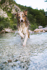 Miniature Australian Shepherd