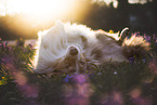 Miniature Australian Shepherd