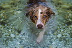 Miniature Australian Shepherd