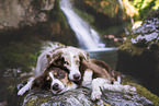 Miniature Australian Shepherd