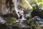 Miniature Australian Shepherd