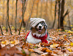 Miniature Australian Shepherd