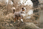 Miniature Australian Shepherd