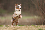 Miniature Australian Shepherd