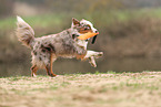Miniature Australian Shepherd
