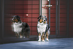 Miniature Australian Shepherd