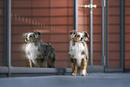 Miniature Australian Shepherd