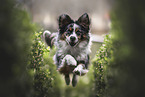 female Miniature Australian Shepherd