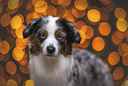 female Miniature Australian Shepherd