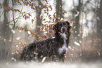 female Miniature Australian Shepherd
