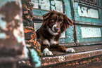 female Miniature Australian Shepherd