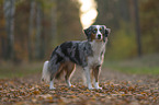 Miniature Australian Shepherd