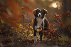 female Miniature Australian Shepherd