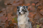 female Miniature Australian Shepherd
