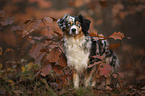 female Miniature Australian Shepherd