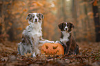 Miniature Australian Shepherds