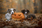 Miniature Australian Shepherds
