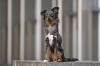 female Miniature Australian Shepherd