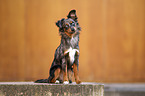 female Miniature Australian Shepherd