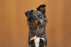 female Miniature Australian Shepherd