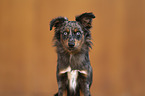 female Miniature Australian Shepherd