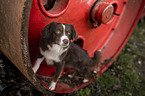 female Miniature Australian Shepherd