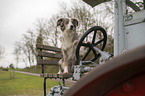 female Miniature Australian Shepherd