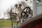 female Miniature Australian Shepherd