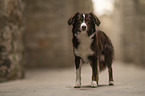 female Miniature Australian Shepherd