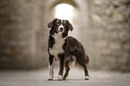 female Miniature Australian Shepherd