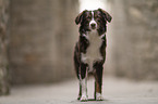 female Miniature Australian Shepherd