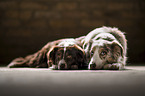 Miniature Australian Shepherds