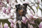 female Miniature Australian Shepherd